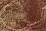 Polished, Neoproterozoic Stromatolite (Conophyton) - Morocco #350897-1